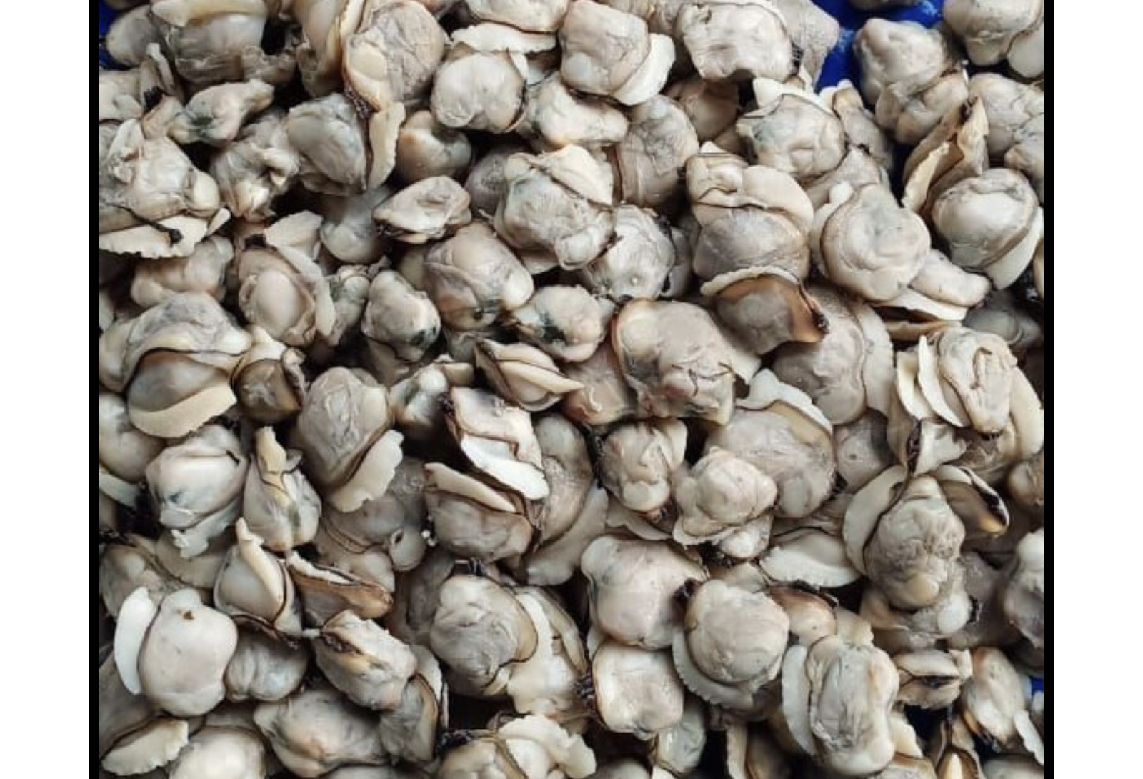 Premium Kakka Irachi Clams In Kochi